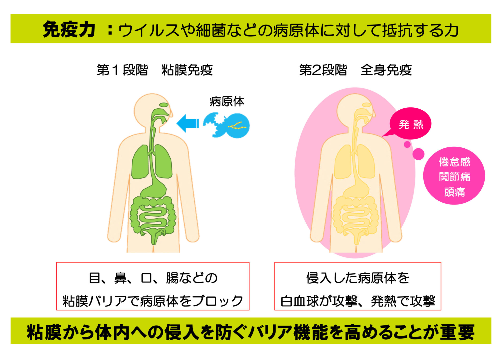 免疫力upでパフォーマンスアップ（前編）「免疫」が持つチカラ（1） 月陸online｜月刊陸上競技